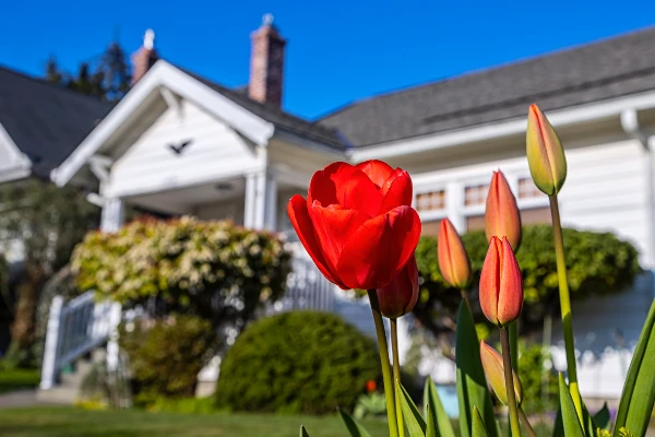 blooming red and pink tulips in front of a home.